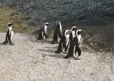 Pingüinos